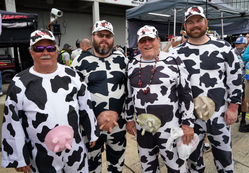 Herd of cows in the pits. [Jack Webster photo]